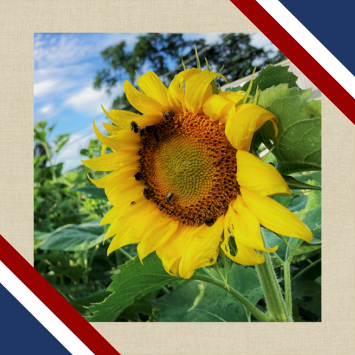 Sunflower with frame