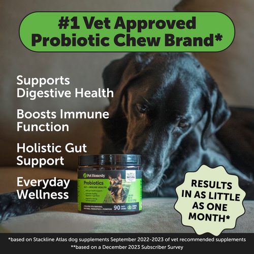 Pet Honesty Probiotics Gut + Immune Health Pumpkin Flavor for Dogs