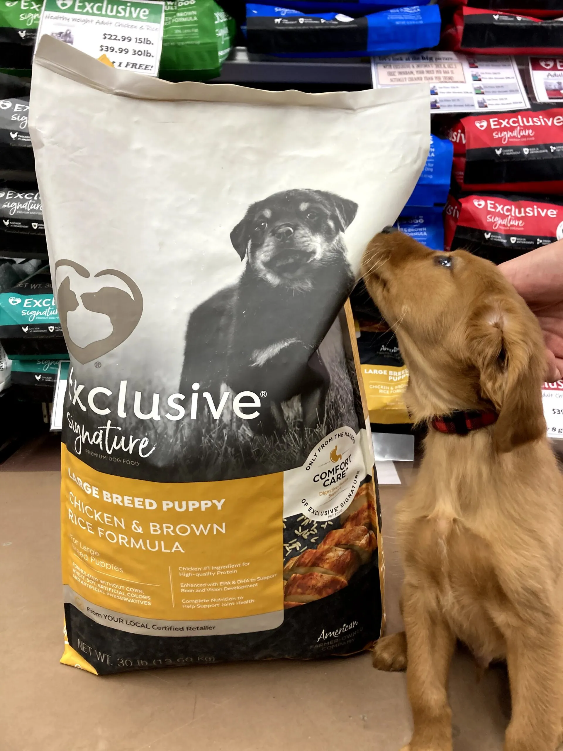 Golden Retriever Puppy licking exclusive dog food