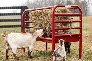 TG DT SM ANIMAL FEEDER / HAYRACK