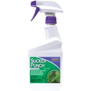 SUCKER PUNCH RTU 16OZ BONIDE