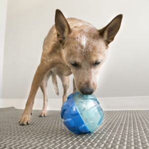 KONG REWARD BALL LG
