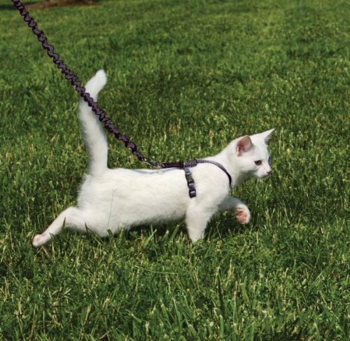 CWM KITTY HARNESS/LEASH SML - Image 2