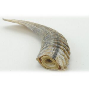 LAMB HORN W/ MARROW DOG CHEW