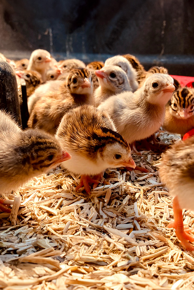 chick orders