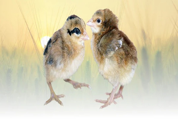 CRELE PENEDESENCA FEMALE CHICK