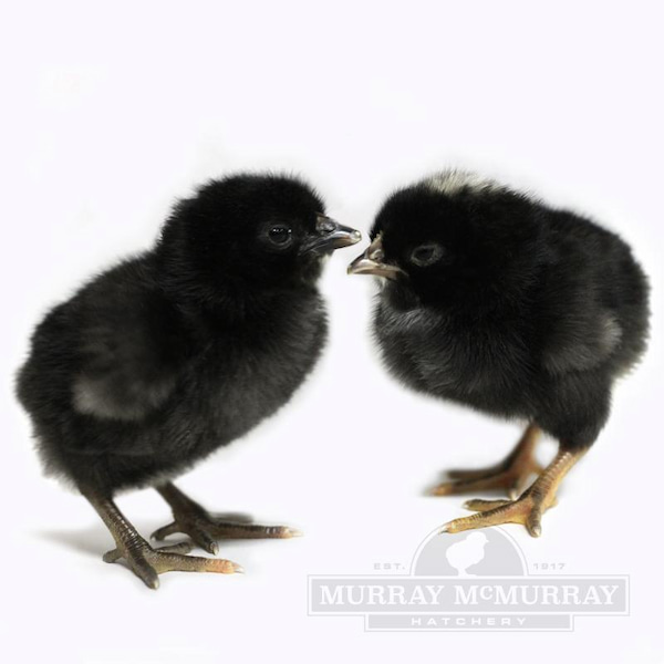 SEX LINK BLACK FEMALE CHICK
