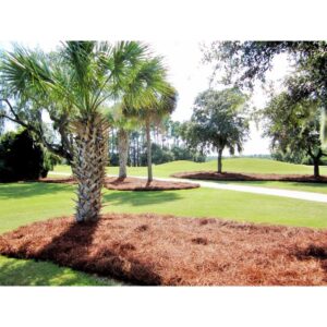 CLEANSTRAW LONG PINE NEEDLES 2.3