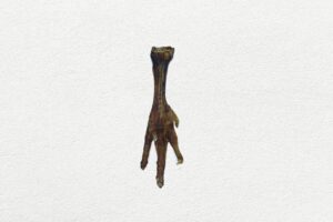 CHICKEN FEET KICKERZ EACH