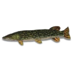 SD DENIM NORTHERN PIKE