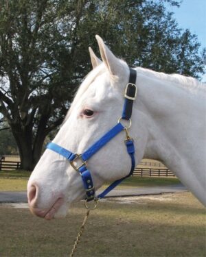 HALTER HMLTN BREAKAWAY YEARLING