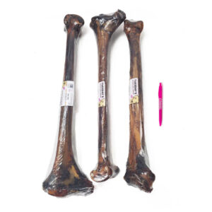 OSTRICH LONG BONE